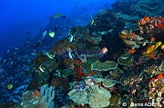 Gracila albomarginata-Bodianus dictynna Ambiance Au large Batuata Island-35m-20180603-Denis-ADER-DSC_3648_tn